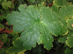 Geranium macrorrhizum