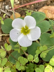Oxalis purpurea