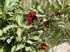 Sambucus