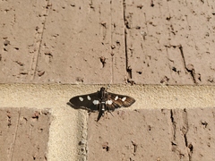 Desmia funeralis