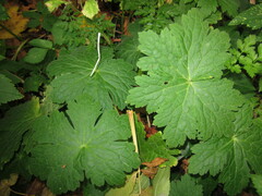Geranium macrorrhizum