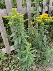 Solidago