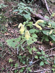 Salvia glutinosa