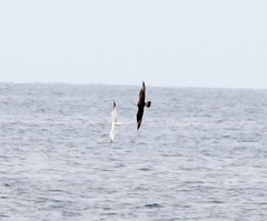 Stercorarius parasiticus