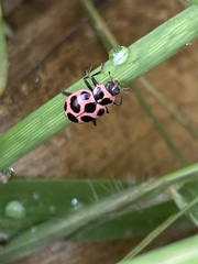 Coleomegilla maculata