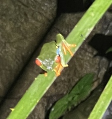 Agalychnis callidryas