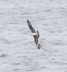 Stercorarius parasiticus