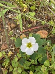 Oxalis purpurea