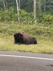 Bison bison bison