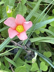 Oxalis obtusa