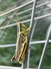 Melanoplus bivittatus