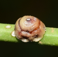 Ceroplastes rusci