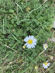 Tripleurospermum maritimum