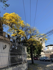 Handroanthus umbellatus