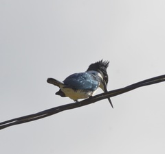 Chloroceryle amazona