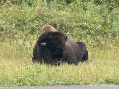 Bison bison bison