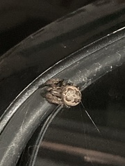 Larinioides cornutus