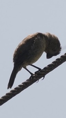 Sporophila
