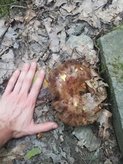 Boletinellus merulioides