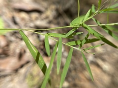 Dichanthelium commutatum