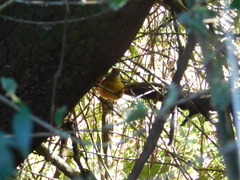 Thamnophilus doliatus