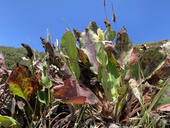 Anemopsis californica