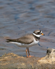 Charadrius hiaticula
