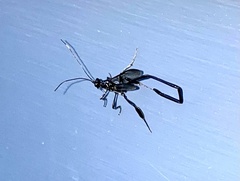 Pelecinus polyturator