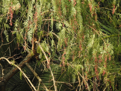 Schinus areira