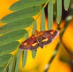 Pyrausta orphisalis