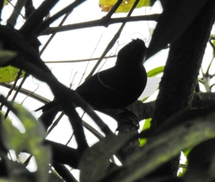 Pyriglena leucoptera