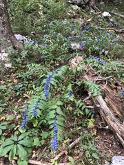 Gentiana asclepiadea