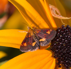 Pyrausta orphisalis
