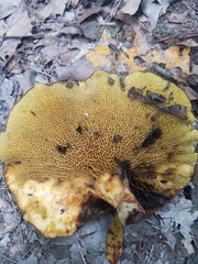 Boletinellus merulioides