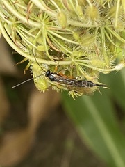 Itoplectis conquisitor