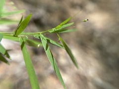 Dichanthelium commutatum