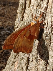 Antheraea polyphemus
