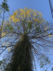 Handroanthus umbellatus