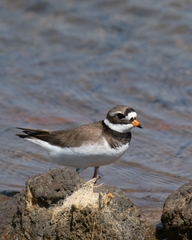 Charadrius hiaticula