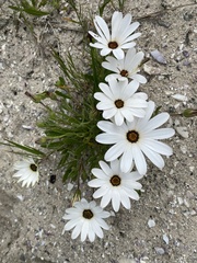 Dimorphotheca pluvialis