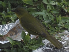 Orthogonys chloricterus