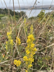 Solidago velutina