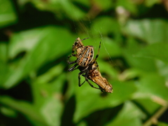 Alpaida veniliae