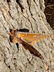 Antheraea polyphemus