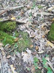 Boletinellus merulioides