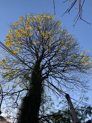 Handroanthus umbellatus