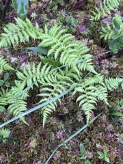 Coryphopteris simulata