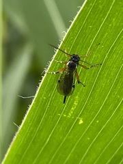 Itoplectis conquisitor