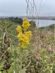 Solidago velutina