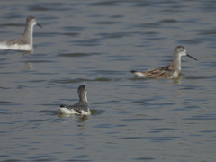 Phalaropus tricolor